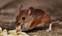 24 Hour & Emergency Exterminators in Wekiva Spg, FL